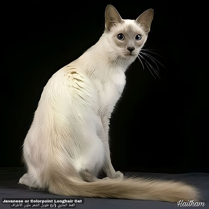 Kucing Jawa